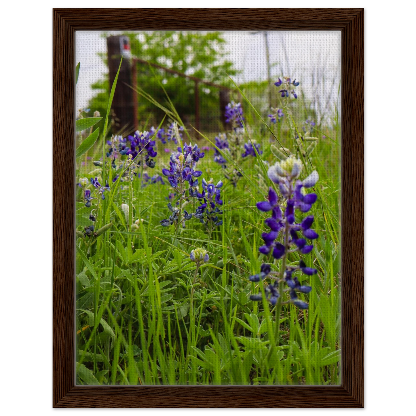 Texas Bluebonnets; Boerne, Texas Framed Canvas Prints