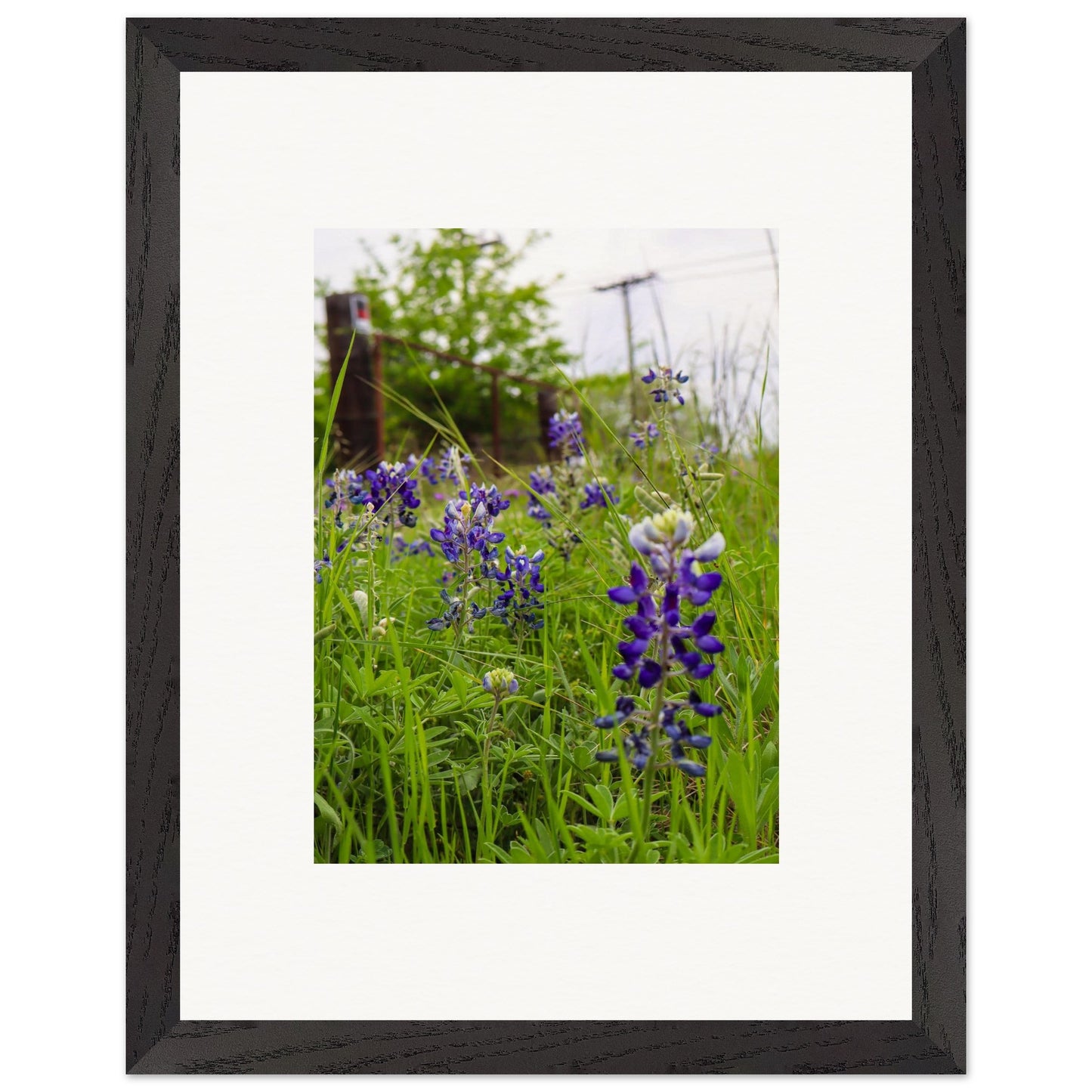 Texas Bluebonnets; Boerne, Texas Wooden Framed Prints