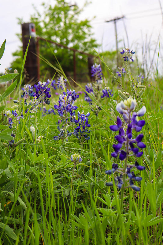 Wildflowers, specifically bluebonnets, in a grassy field with a wooden fence in the background.