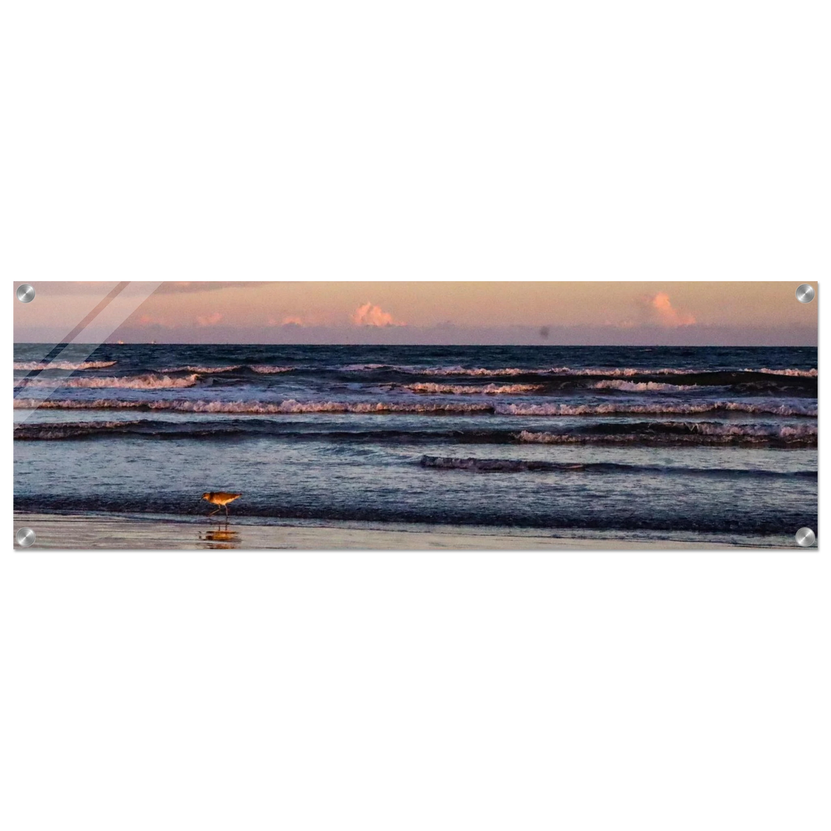 The Sandpiper's Sunset; Port Aransas, Texas Acrylic Wide Prints