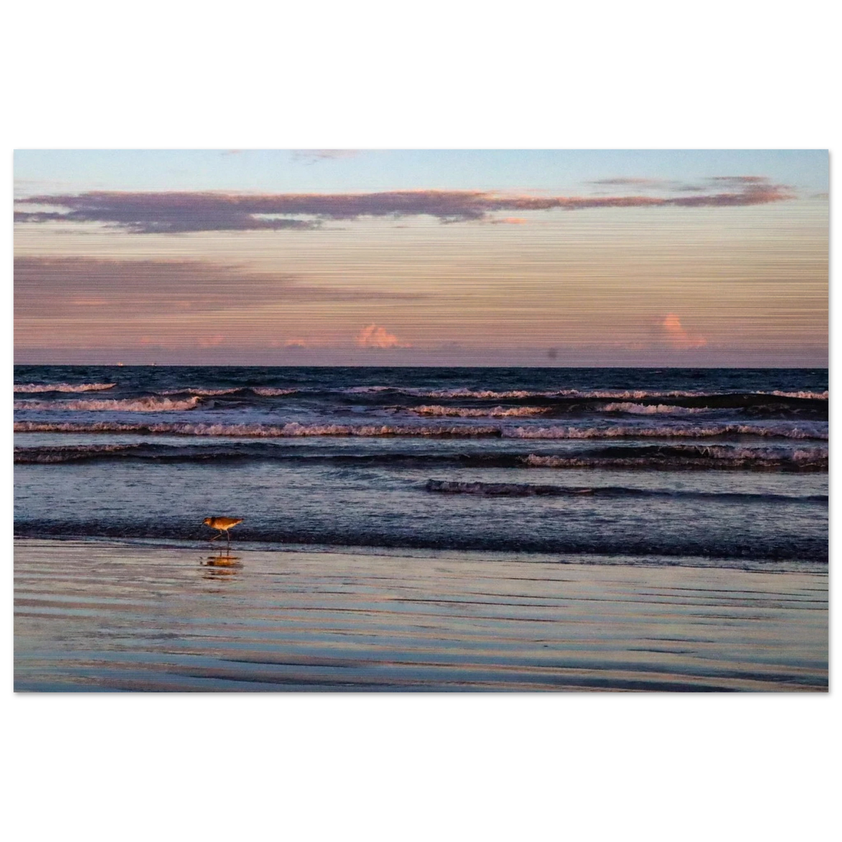 The Sandpiper's Sunset; Port Aransas, Texas Brushed Aluminum Prints