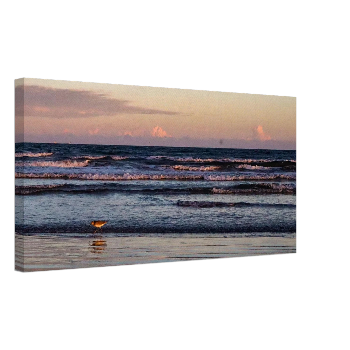 The Sandpiper's Sunset; Port Aransas, Texas Canvas Prints