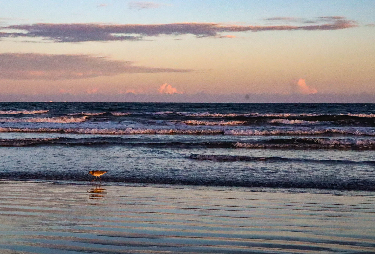 Bird standing on a beach at sunset with waves and a colorful sky.