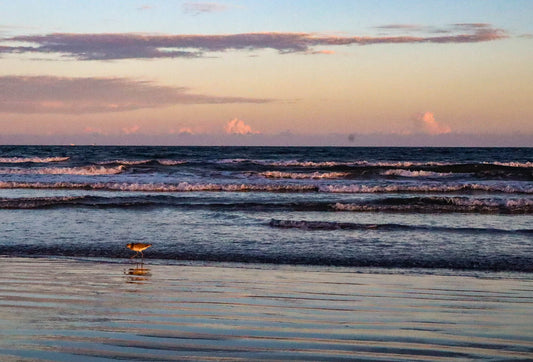 Bird standing on a beach at sunset with waves and a colorful sky.